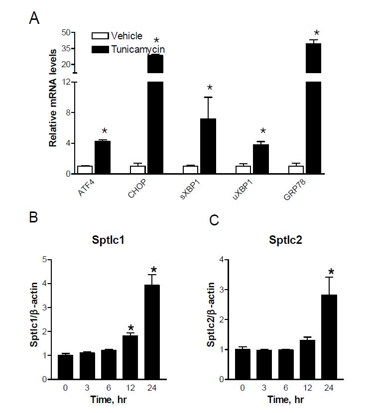 ER 스트레스에 의한 SPT의 mRNA 발현 조절. C57Bl6 마우스 의 간에서 분리한 primary hepatocytes에 1.25 μg/ml tunicamycin 24시 간동안 처리후 mRNA를 분리하여 Sptlc1/2의 발현을 측정함. n=3, Mean ± SEM. *p<0.05.