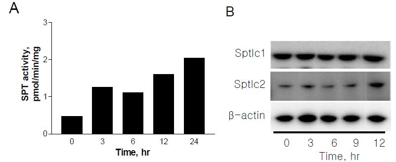 시간에 따른 SPT의 효소활성 변화 (A)와 단백질밯현 변화(B). C57Bl6 마우스의 간 에서 분리한 primary hepatocytes에 1.25 μg/ml tunicamycin을 처리한 후 cell extract를 분 리하여 SPT의 효소활성과 단백질 발현을 측정함. n=2,