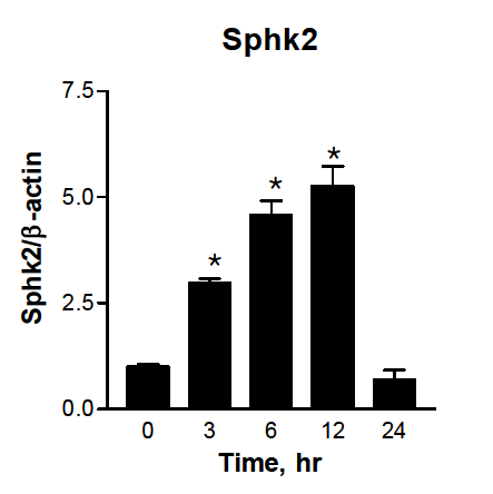 시간에 따른 Sphk2의 mRNA 발현 변화. C57Bl6 마우스의 간에서 분리한 primary hepatocytes에 1.25 μg/ml tunicamycin 24시간동 안 처리후 mRNA를 분리하여 Sphk1/2의 발현을 측 정함. n=3, Mean ± SEM. *p<0.05.