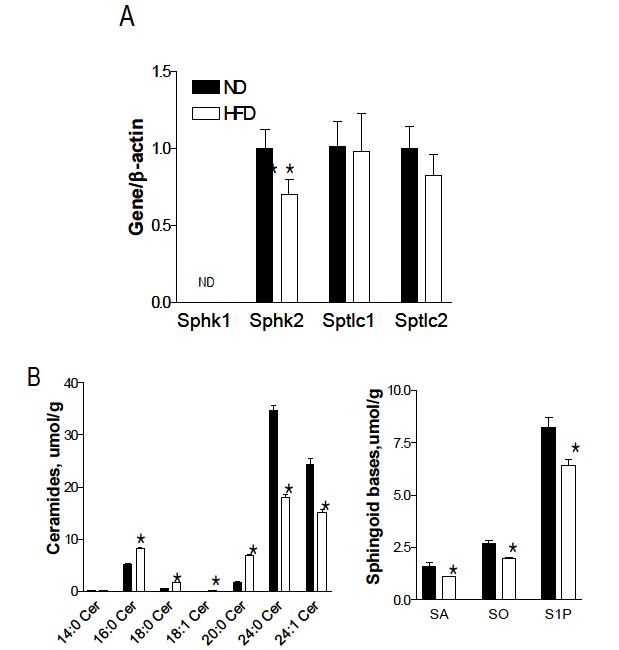 고지방식이 (60 %kcal high fat diet)를 1주 동안 섭취한 C57Bl6 WT 마우 스에서 Sphk2의 발현 변화 (A)와 세라마이드/스핑고이드 측정 (B). n=6-8, Mean ± SEM. *p<0.05.