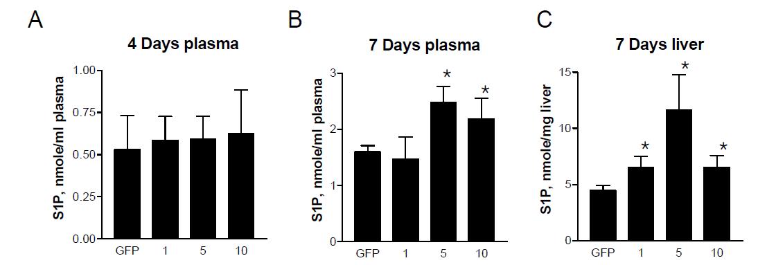 GFP-, Sphk2-아데노바이러스를 꼬리 정맥으로 주입하고 4일과 7일 후 S1P의 변화 측정. 혈중 (A, B)과 간에서 S1P(C) 의 농도. n=3, Mean ± SEM. *p<0.05.