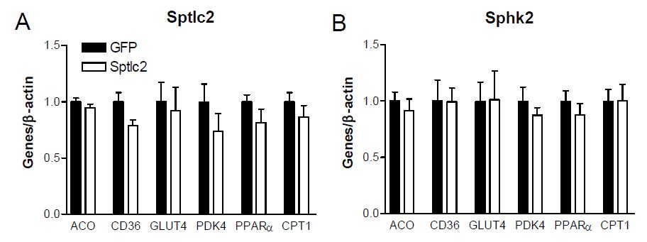 HepG2 간 세포주에 GFP-, Sptlc2- (A) 또는 Sphk2-아데노바이러스 (B)를 2 MOI로 16 시간동안 과발현시킨 후 mRNA를 분리하여 당⋅지질대사관련 유전자 발현을 real-time PCR로 측정함. n=3, Mean ± SEM.