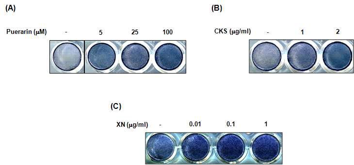 Effect of puerarin, CKS and xanthohumol on alkaline phosphatase in C2C12 cells. Cells were incubated until sub-confluent and then cultured in the presence of puerarin (A; 5, 25, 100 μg/ml), CKS (B; 1 and 2 μg/ml), and xanthohumol (C; XN; 0.01, 0.1, 1 μg/ml). On day 4, the cells were subjected to ALP staining. This figure is representative of three independent experiments.