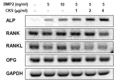 Effect of CKS on gene expression. C2C12 cells were treated with CKS (1, 2, and 4 μ g/ml) for 48 h. The cells were lysed and total RNA was prepared for analysis of ALP, RANK, RANKL and OPG gene expression using RT–PCR. The mRNA expression in treated cells was compared to the expression in untreated cells at each time point. Each bar shows three independent experiments.