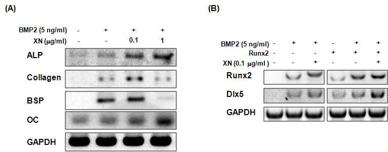 Xanthohumol increases the expression of osteogenic differentiation factors and RUNX2. (A) C2C12 cells were treated with xanthohumol (100 ng/mL or 1 μg/mL) and/or BMP2 (5 ng/ml). Total RNA was extracted from the cell lysates, and cDNA was prepared from 1 mg of the total RNA. RT-PCR was performed using the cDNA and primers for ALP, collagen type 1a, BSP, OC, and GAPDH (internal control). (B) C2C12 cells were treated with xanthohumol (100 ng/mL) and/or BMP2 (5 ng/ml) in the absence or presence of Runx2. Total RNA was extracted from the cell lysates, and cDNA was prepared from 1 mg of the total RNA. RT-PCR was performed using the cDNA and primers RUNX2, Dlx5, and GAPDH (internal control).