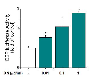 Effect of xanthohumol on BSP luciferase activity in C2C12 cells. Cells were transfected with the BSP-Luc plasmid and treated with xanthohumol (C; XN, 0.01, 0.1 and 1 μg/mL). Next, luciferase reporter assay was performed 48 h later. Each bar represents three independent experiments. *p < 0.05 versus control.