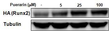 Effect of puerarin on RUNX2 protein expression in C2C12 cells. C2C12 cells were transfected with an expression plasmid for HA-tagged RUNX2 and then treated with puerarin at various concentrations. The expression level of RUNX2 (upper panel) was determined by Western blot analysis using anti-HA antibody. Tubulin (lower panel) was used as a loading control. Each blot shown is representative of three independent experiments giving similar results.