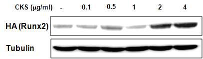 Effect of CKS on RUNX2 protein expression in C2C12 cells. C2C12 cells were transfected with an expression plasmid for HA-tagged RUNX2 and then treated with CKS at various concentrations. The expression level of RUNX2 (upper panel) was determined by Western blot analysis using anti-HA antibody. Tubulin (lower panel) was used as a loading control. Each blot shown is representative of three independent experiments giving similar results.