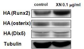 Effect of xanthohumol (XN) on RUNX2 protein expression in C2C12 cells. C2C12 cells were transfected with an expression plasmid for HA-tagged RUNX2 and then treated with XN at various concentrations. The expression level of RUNX2 (upper panel) was determined by Western blot analysis using anti-HA antibody. Tubulin (lower panel) was used as a loading control. Each blot shown is representative of three independent experiments giving similar results.