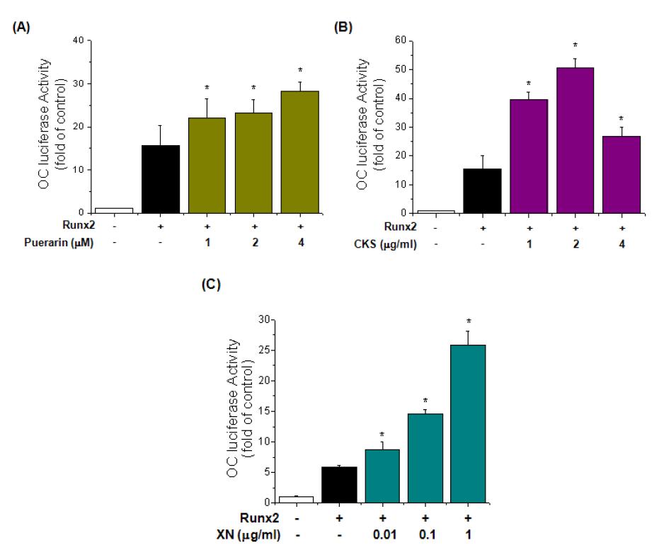 Effect of puerarin, CKS and xanthohumol (XN) on transcriptional activity of RUNX2 in C2C12 cells. C2C12 cells were transfected with an expression plasmid for HA-tagged RUNX2 and with OC-Luc plasmid, and a luciferase reporter assay was performed 48 h later. Puerarin (A), CKS (B) and xanthohumol (XN; C) stimulated the transcriptional activity of RUNX2 at the OC promoters. Each bar shows three independent experiments. *p < 0.05 versus RUNX2.