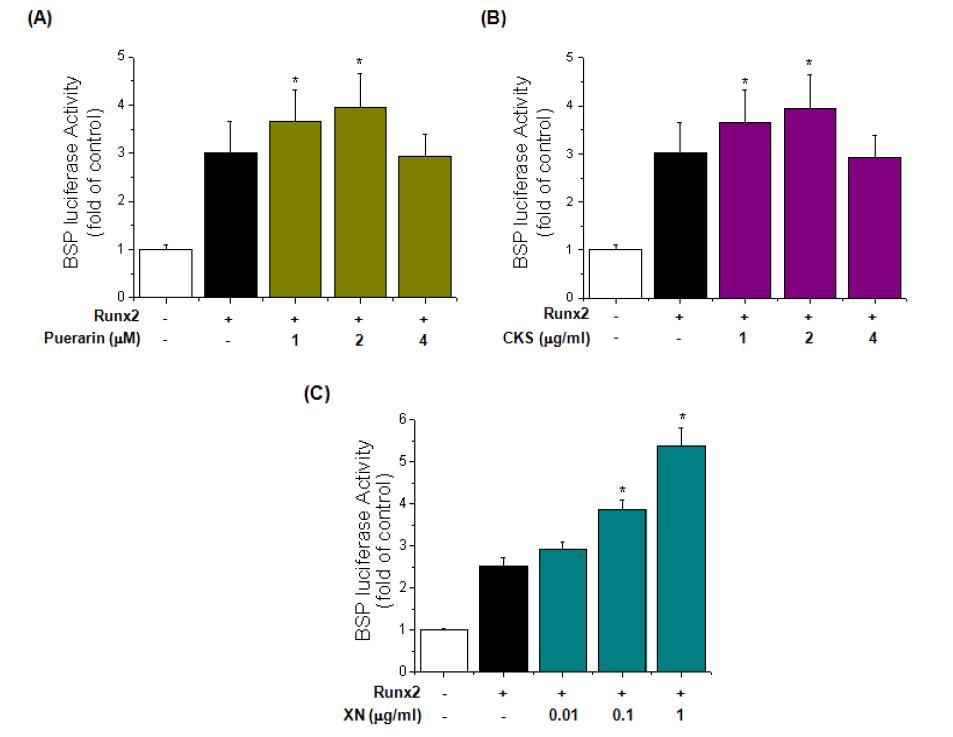 Effect of puerarin, CKS and xanthohumol (XN) on transcriptional activity of RUNX2 in C2C12 cells. C2C12 cells were transfected with an expression plasmid for HA-tagged RUNX2 and with BSP-Luc plasmid, and a luciferase reporter assay was performed 48 h later. Puerarin (A), CKS (B) and xanthohumol (XN; C) stimulated the transcriptional activity of RUNX2 at the BSP promoters. Each bar shows three independent experiments. *p < 0.05 versus RUNX2.