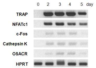 Effect of RANKL on osteoclast related factor gene expression. C2C12 cells were treated with RANKL for 1, 2, 3, 4, and 5 days. The cells were lysed and total RNA was prepared for analysis of TRAP, NFATc1, c-Fos, Cathepsin K, OSCAR, and HPRT gene expression using RT–PCR. The mRNA expression in treated cells was compared to the expression in untreated cells at each time point.
