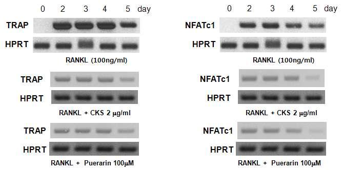 Effect of CKS and puerarin on osteoclast related factor gene expression. C2C12 cells were pretreated with CKS (2 ug/ml) and puerarin (100 uM) and treated with RANKL for 1, 2, 3, 4, and 5 days. The cells were lysed and total RNA was prepared for analysis of TRAP, NFATc1, and HPRT gene expression using RT PCR. – The mRNA expression in treated cells was compared to the expression in untreated cells at each time point.