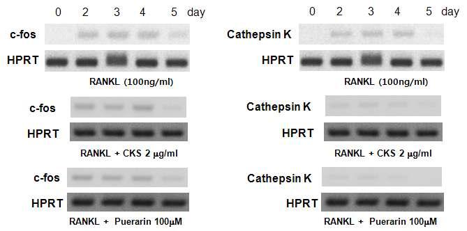 Effect of CKS and puerarin on osteoclast related factor gene expression. C2C12 cells were pretreated with CKS (2 ug/ml) and puerarin (100 uM) and treated with RANKL for 1, 2, 3, 4, and 5 days. The cells were lysed and total RNA was prepared for analysis of c-Fos, Cathepsin K, and HPRT gene expression using RT–PCR. The mRNA expression in treated cells was compared to the expression in untreated cells at each time point.