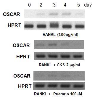Effect of CKS and puerarin on osteoclast related factor gene expression. C2C12 cells were pretreated with CKS (2 ug/ml) and puerarin (100 uM) and treated with RANKL for 1, 2, 3, 4, and 5 days. The cells were lysed and total RNA was prepared for analysis of OSCAR and HPRT gene expression using RT PCR. The mRNA – expression in treated cells was compared to the expression in untreated cells at each time point.