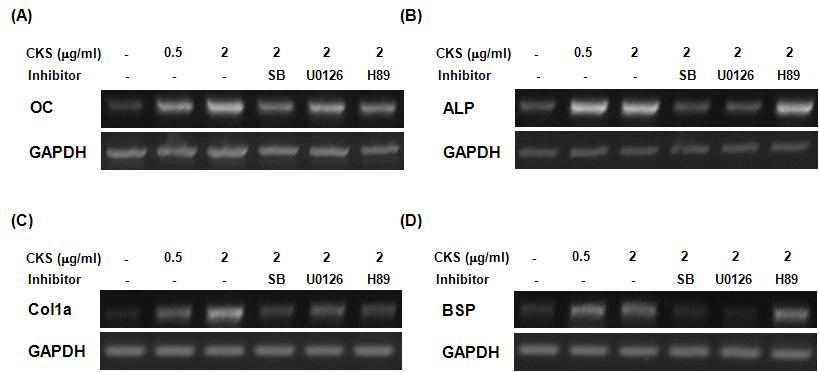 The CKS-enhanced transcriptional activity of RUNX2 was decreased by p38 MAPK and ERK signaling inhibition. (A) C2C12 cells were transfected with an expression plasmid for HA-tagged RUNX2 and then treated with CKS in the absence or presence of kinase inhibitors (SB203580, U0126, and H89). RT-PCR was performed using primers for OC, ALP, ColIa, and BSP with the cDNA produced from 1 μg of total RNA. GAPDH was used as a control.