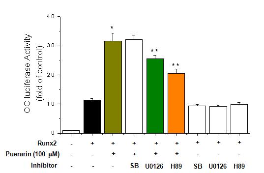 Effect of upstream signal proteins activation on puerarin-enhanced transcriptional activity of RUNX2. C2C12 cells were transfected with an expression plasmid for HA-tagged RUNX2 and with the OC-Luc plasmid and treated with puerarin in the absence or presence of kinase inhibitors (SB203580, U0126 and H89). Each bar represents three independent experiments. *, p < 0.05, versus RUNX2. **,p < 0.05, versus Runx2 + puerarin.