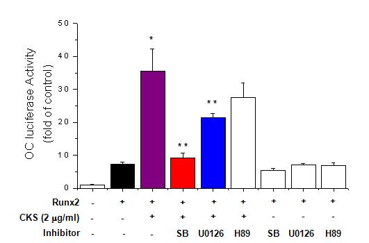 Effect of upstream signal proteins activation on CKS-enhanced transcriptional activity of RUNX2. C2C12 cells were transfected with an expression plasmid for HA-tagged RUNX2 and with the OC-Luc plasmid and treated with CKS in the absence or presence of kinase inhibitors (SB203580, U0126 and H89). Each bar represents three independent experiments. *, p < 0.05, versus RUNX2. **, p < 0.05, versus Runx2 + CKS.