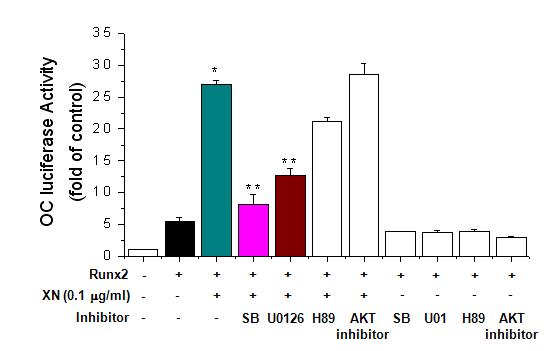 Effect of upstream signal proteins activation on xanthohumol (XN)-enhanced transcriptional activity of RUNX2. C2C12 cells were transfected with an expression plasmid for HA-tagged RUNX2 and with the OC-Luc plasmid and treated with XN in the absence or presence of kinase inhibitors (SB203580, U0126, H89, and AKT inhibitor). Each bar represents three independent experiments. *, p < 0.05, versus RUNX2.**,p < 0.05, versus Runx2 + xanthohumol (XN).