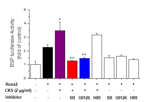 Effect of upstream signal proteins activation on CKS-enhanced transcriptional activity of RUNX2. C2C12 cells were transfected with an expression plasmid for HA-tagged RUNX2 and with the BSP-Luc plasmid and treated with CKS in the absence or presence of kinase inhibitors (SB203580, U0126, and H89). Each bar represents three independent experiments. *, p < 0.05, versus RUNX2.**,p < 0.05, versus Runx2 + CKS.