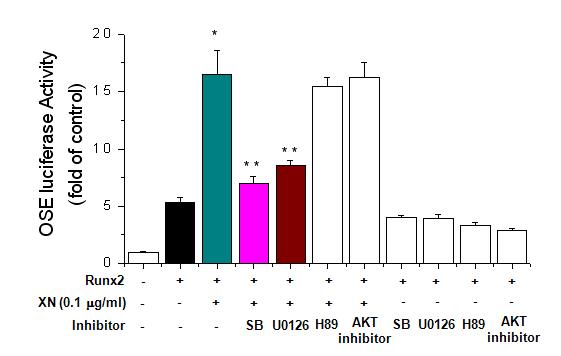 Effect of upstream signal proteins activation on xanthohumol (XN)-enhanced transcriptional activity of RUNX2. C2C12 cells were transfected with an expression plasmid for HA-tagged RUNX2 and with the OSE-Luc plasmid and treated with XN in the absence or presence of kinase inhibitors (SB203580, U0126, H89, and AKT inhibitor). Each bar represents three independent experiments. *, p < 0.05, versus RUNX2.**,p < 0.05, versus Runx2 + xanthohumol (XN).