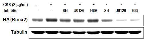 Effect of upstream signal proteins activation on CKS-enhanced transcriptional activity of RUNX2. C2C12 cells were transfected with an expression vector for HA-tagged RUNX2, pretreated with inhibitors (SB 203580, U0126, and H89), and then treated with CKS. The expression level of RUNX2 (upper panel) was determined by Western blot analysis using anti-HA antibody. Tubulin (lower panel) was used as a loading control. Each blot shown is representative of three independent experiments with similar results.
