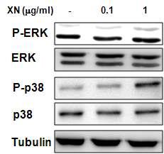 Xanthohumol stimulates osteogenic differentiation via the activation of RUNX2 by the p38 MAPK and ERK signaling pathway. (A) Xanthohumol increases the expression of ERK and p38 of the phosphorylation form. C2C12 cells were treated with xanthohumol at various concentrations. The expression level of the phospho-form or total protein on ERK or p38 was determined by Western blot analysis using each antibody. Tubulin was used as a loading control.