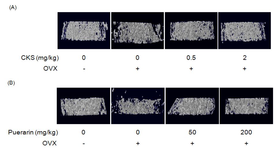 Effect of CKS or Puerarin on three-dimensional images were assessed by microcomputerized tomography (μCT). Three weeks after surgery, ovariectomized mice fed on CKS or Puerarin group was orally administered at a dose of 0.5 and 2 mg/kg or 50 and 200 mg/kg and control group was orally administered saline for 2 weeks.
