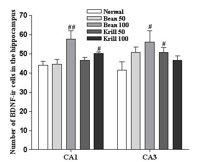 The expression of BDNF in the hippocampal CA1