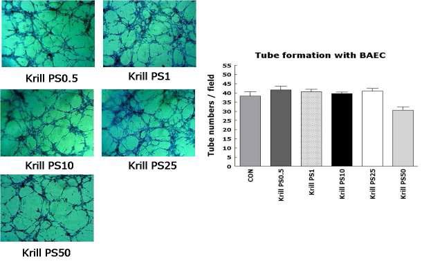 Effect of Krill PS on tubeformation in BAEC cells.