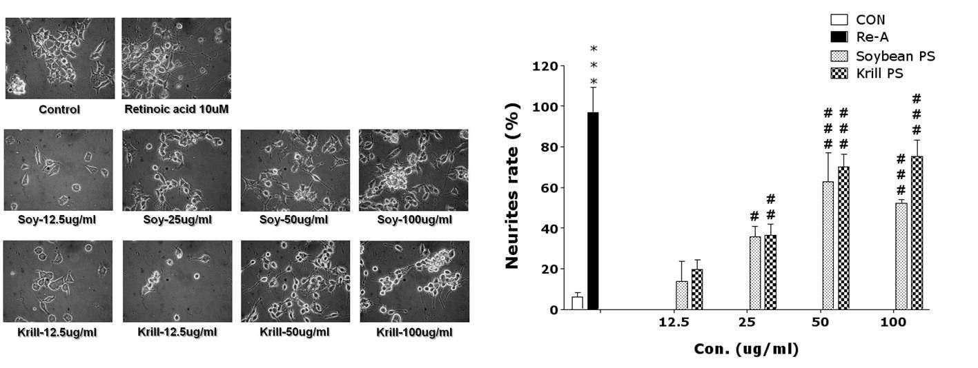 Comparison of effect of neurite outgrowth on Neuro-2A cells cultured for 24h following concentration of treatment of Soybean PS and Krill PS.