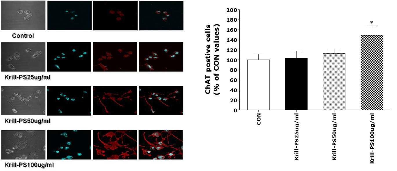 Effect of Krill PS on ChAT expression in Neuro-2A cells cultured for 24 hfollowing concentration of treatment.