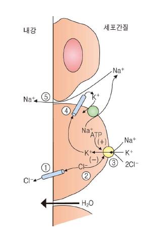 분비성 상피 선세포에서 타액분비를 조절하는 칼슘의존성 Cl-의 중요성.