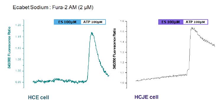 HCE/HCJE 세포에 Fura2-AM을 loading한 후 증가하는 signal을 측정하였음. 그 결과, Ecabetsodium 100μM에 대한 세포질내 칼슘증가는 나타나지 않았음