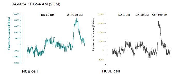 Fluo-4 AM dye를 축적 시킨 후 DA-6034 의 농도를 변화하면서 관찰한 그림. 양쪽 모두에서 DA-6034를 투여하였을때, 형광 염료에 의한 signal 증가가 관찰되었으며, 이것은 세포질내의 칼슘 농도가 증가하였음을 의미함