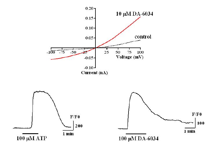 Fluo-4 AM dye를 축적시킨후 DA-6034를 투여하였을때 형광 염료에 의한 signal 증가가관찰되었으며, patch clamp 기법을 통해 I-V curve를 얻어본 결과 DA-6034가 이온통로를 열게 함을 확인하였음.