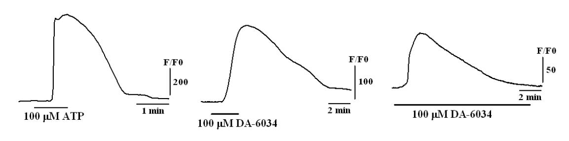 Fluo-4 AM dye를 축적시킨후 DA-6034를 투여하였을때 형광 염료에 의한 signal 증가가 관찰되었으며, 아래그림에서 DA-6034를 오래 처치시 칼슘신호가 지속됨을 확인하였음.