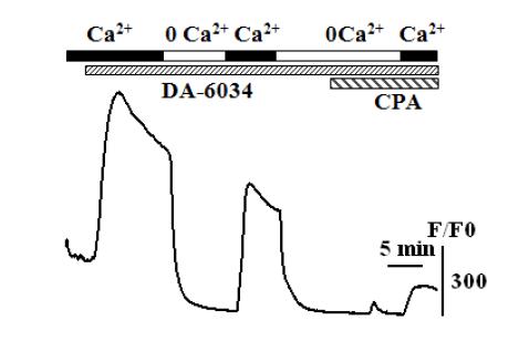 DA-6034에 의한 칼슘신호가 세포 외부로부터의 유입에 의한 칼슘증가인지를 알아보기 위하여 세포외부의 칼슘을 제거한 용액을 관류하여 본 결과, 칼슘신호의 감소를 관찰할 수 있었음