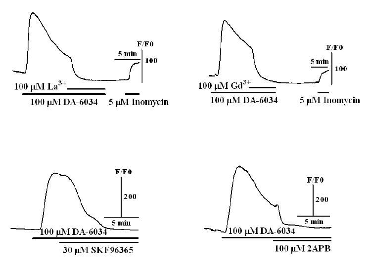 DA-6034를 처치 후 비특이적 세포막 칼슘통로 억제제인 Lantanium, gadolinium, SKF compound,2APB를 처치한 결과 칼슘신호의 감소를 관찰할 수 있었음