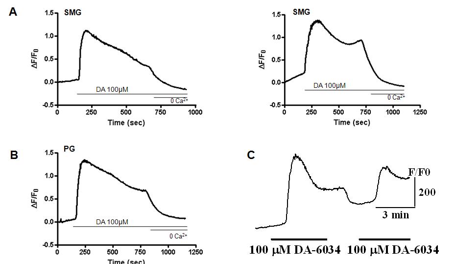 생쥐 악하선세포와 이하선세포에서 DA-6034 유도성 칼슘신호.