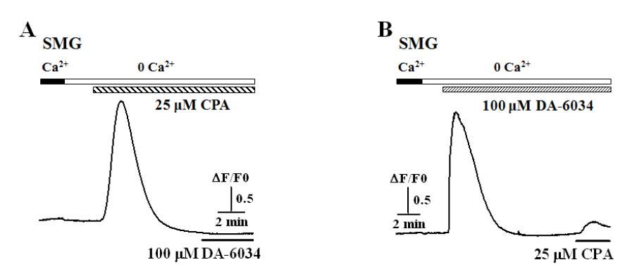 생쥐의 악하선 세포에서 DA-6034에 의해 ER로부터 세포질로 칼슘이온이 유리됨