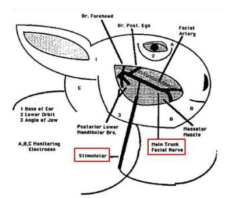 Rabit의 facial nerve pathway 및 시술 시행 point 결정
