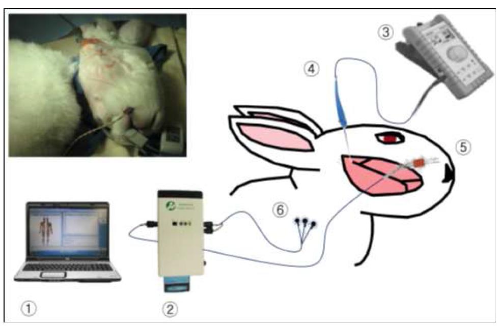 마취심도 근전도 측정 전임상 실험환경 [① PC (근전도 신호 수집), ② TeleMyo2400 G2, Noraxon, ③ 말초 신경 자극기, EZstimII, Life-Tech, ④ 단극 침전극 (안면 신경에 삽입), ⑤ 경피하 쌍전극 (안면 근육에 삽입), ⑥ 접지전극]