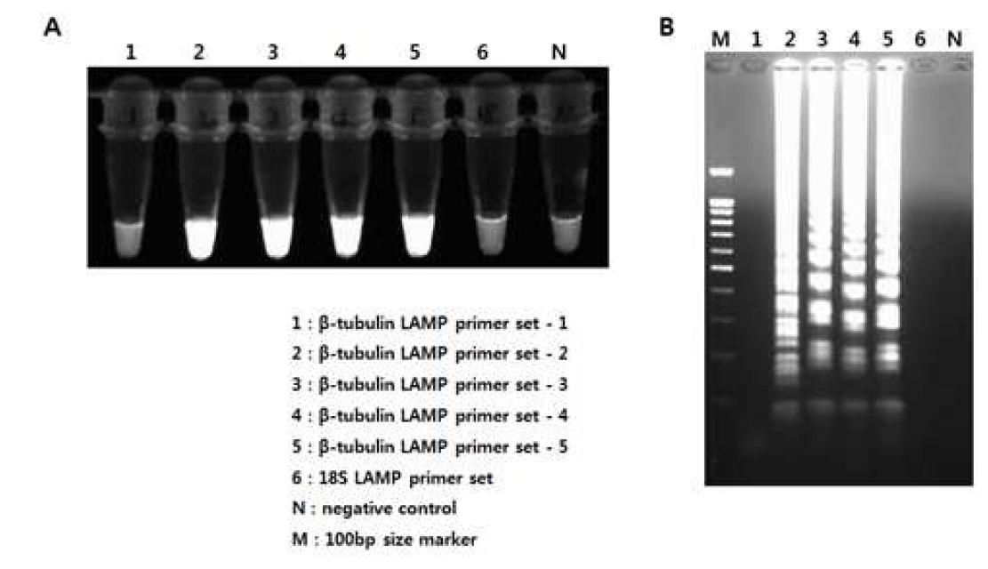 가시아메바의 18s rDNA 및 β-tubulin 유전자를 표적으로한 LAMP 반응 (A) 형광염료를 첨가한 LAMP 반응을 결과 (B) 전기영동을 통한 LAMP 반응물의 확인, N; negative control