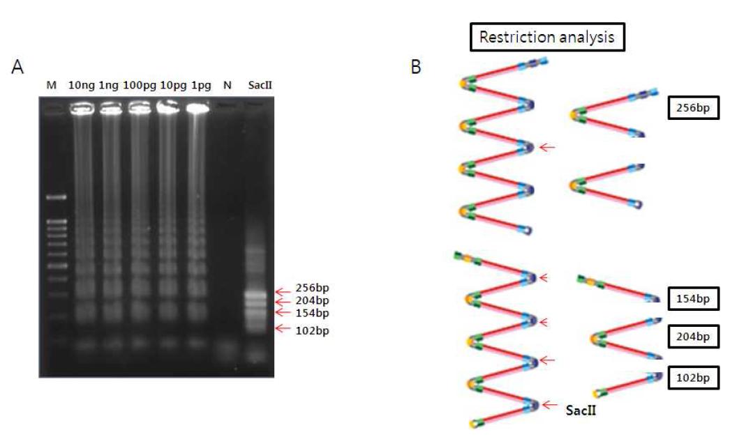 LAMP 증폭산물의 제한효소 처리 분석 결과