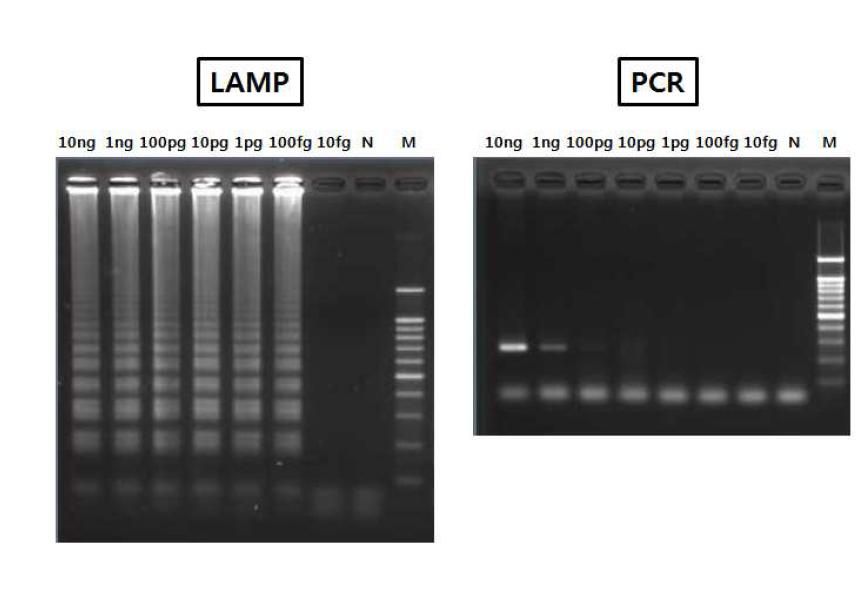 beta-tubulin을 target으로 한 LAMP assay 및 PCR 에 의한 검출 감도의 비교