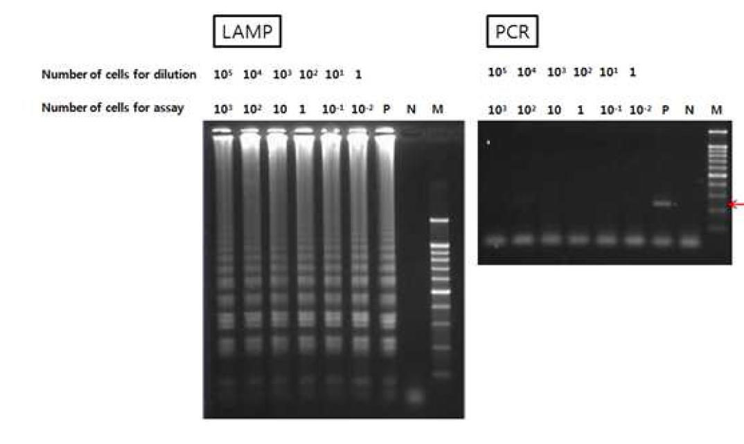 간이 세포 용해 용액(0.1 N NaOH)만을 참가한 가시아메바의 whole celllysate에 대한 PCR 및 LAMP assay의 검출 감도의 비교