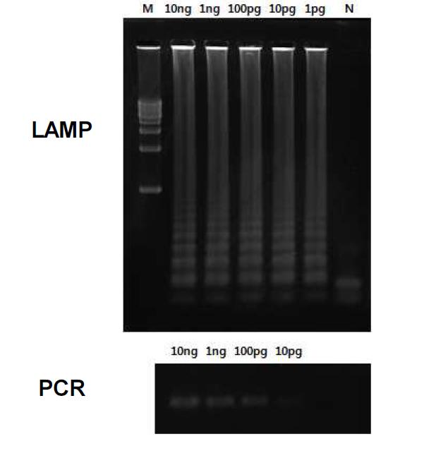 Actin 6 유전자를 target으로 한 질편모충의 LAMPassay 및 PCR 에 의한 검출 감도 비교