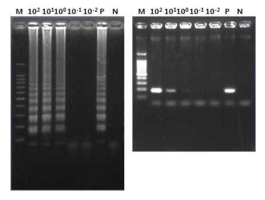 질편모충의 genomic DNA를 뽑지 않고 boiling에 의한 세포 lysate에 대한LAMP assay 및 PCR 검출 감도의 비교