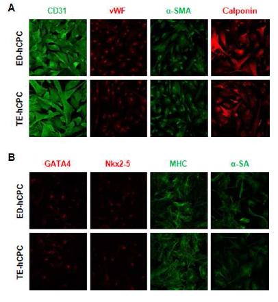 심장줄기세포의 체외 분화 분석. 분리된 심장줄기세포의 체외 분화 혈관내피세포 및 평활근세포 (A), 심근세포 (B)